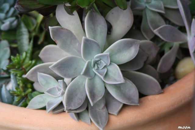  graptopetalum